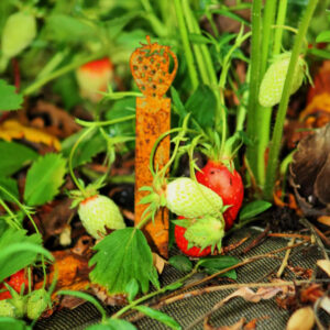 Marquage potager Corten